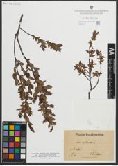 Foto von Salix myrtilloides L.